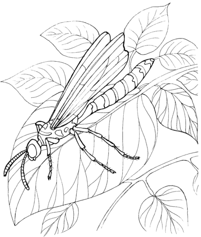 Dragonfly Stands On A Leave Coloring Page